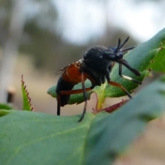 Therevidae (family) (Unidentified stiletto fly) at Duffy, ACT - 13 Oct 2019 by HarveyPerkins
