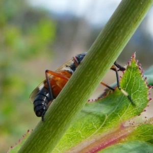 Therevidae (family) at Duffy, ACT - 13 Oct 2019