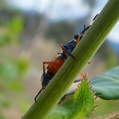 Therevidae (family) at Duffy, ACT - 13 Oct 2019 12:45 PM