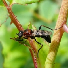 Unidentified Stiletto fly (Therevidae) at Duffy, ACT - 13 Oct 2019 by HarveyPerkins