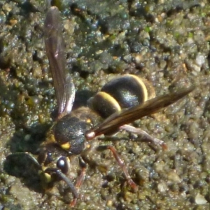 Eumeninae (subfamily) at Aranda, ACT - 18 Jan 2014 08:57 AM