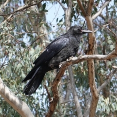 Corvus coronoides (Australian Raven) at Deakin, ACT - 15 Oct 2019 by JackyF