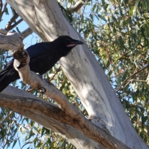 Corvus coronoides at Deakin, ACT - 15 Oct 2019