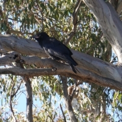 Corvus coronoides at Deakin, ACT - 15 Oct 2019