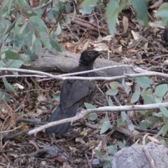 Corcorax melanorhamphos (White-winged Chough) at Red Hill Nature Reserve - 14 Oct 2019 by JackyF