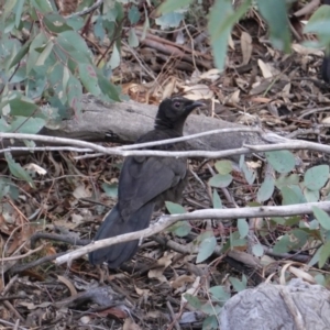 Corcorax melanorhamphos at Hughes, ACT - 14 Oct 2019 05:14 PM