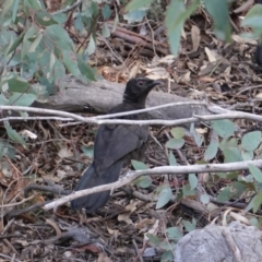 Corcorax melanorhamphos (White-winged Chough) at Hughes, ACT - 14 Oct 2019 by JackyF