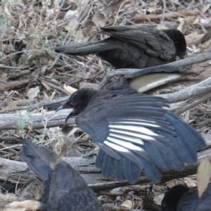 Corcorax melanorhamphos at Hughes, ACT - 14 Oct 2019 05:14 PM