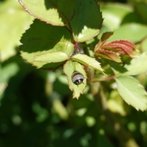 Ellipsidion australe at Hughes, ACT - 18 Oct 2019 11:46 AM