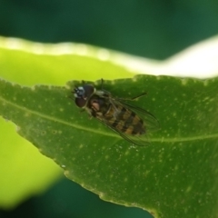 Simosyrphus grandicornis at Hughes, ACT - 18 Oct 2019 11:48 AM