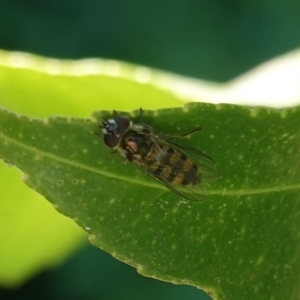 Simosyrphus grandicornis at Hughes, ACT - 18 Oct 2019 11:48 AM