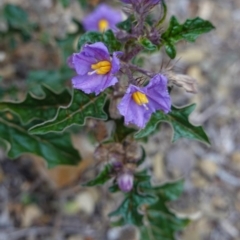 Solanum cinereum (Narrawa Burr) at Red Hill Nature Reserve - 12 Oct 2019 by JackyF