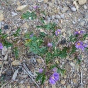 Solanum cinereum at Deakin, ACT - 12 Oct 2019