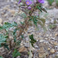 Solanum cinereum at Deakin, ACT - 12 Oct 2019