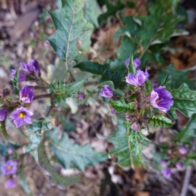 Solanum cinereum (Narrawa Burr) at Red Hill Nature Reserve - 8 Oct 2019 by JackyF