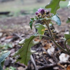 Solanum cinereum at Hughes, ACT - 8 Oct 2019