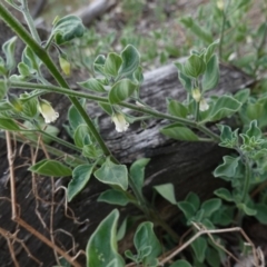 Salpichroa origanifolia (Pampas Lily of the Valley) at Deakin, ACT - 14 Oct 2019 by JackyF