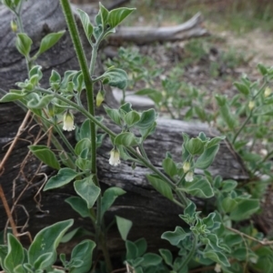 Salpichroa origanifolia at Deakin, ACT - 14 Oct 2019 03:42 PM