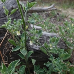 Salpichroa origanifolia at Deakin, ACT - 14 Oct 2019