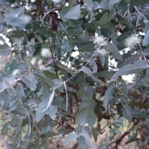 Eucalyptus cinerea subsp. cinerea at Hughes, ACT - 8 Oct 2019