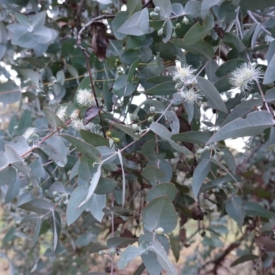 Eucalyptus cinerea subsp. cinerea (Argyle Apple) at Red Hill Nature Reserve - 8 Oct 2019 by JackyF