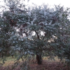 Eucalyptus cinerea subsp. cinerea at Hughes, ACT - 8 Oct 2019 05:56 PM