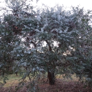 Eucalyptus cinerea subsp. cinerea at Hughes, ACT - 8 Oct 2019