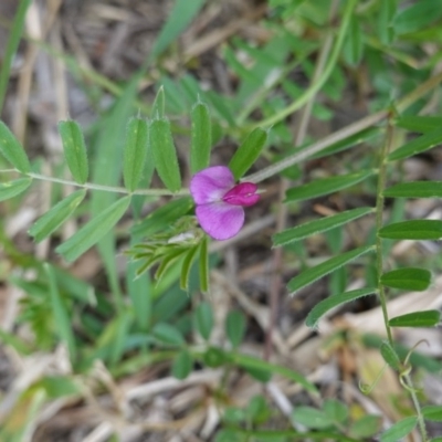 Vicia sativa (Common Vetch) at Deakin, ACT - 12 Oct 2019 by JackyF