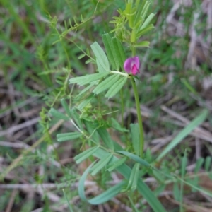 Vicia sativa at Deakin, ACT - 12 Oct 2019