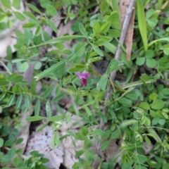 Vicia sativa at Deakin, ACT - 12 Oct 2019 03:58 PM