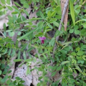 Vicia sativa at Deakin, ACT - 12 Oct 2019