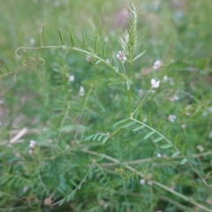 Vicia sp. (A Vetch) at Deakin, ACT - 12 Oct 2019 by JackyF