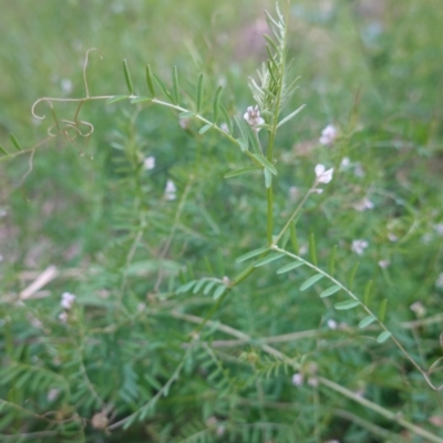 Vicia sp. (A Vetch) at Red Hill Nature Reserve - 12 Oct 2019 by JackyF