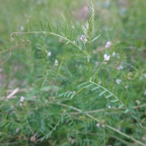Vicia sp. at Deakin, ACT - 12 Oct 2019