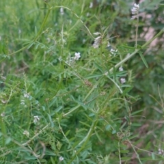 Vicia sp. at Deakin, ACT - 12 Oct 2019