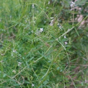 Vicia sp. at Deakin, ACT - 12 Oct 2019