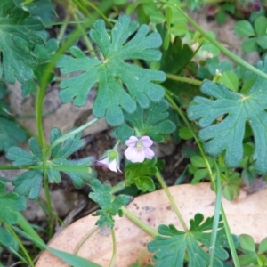 Geranium solanderi var. solanderi at Deakin, ACT - 12 Oct 2019