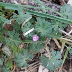 Geranium solanderi var. solanderi at Deakin, ACT - 12 Oct 2019