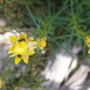 Xerochrysum viscosum at Deakin, ACT - 14 Oct 2019