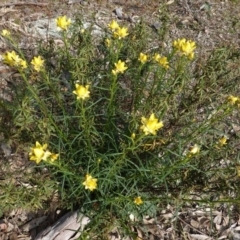 Xerochrysum viscosum at Deakin, ACT - 14 Oct 2019