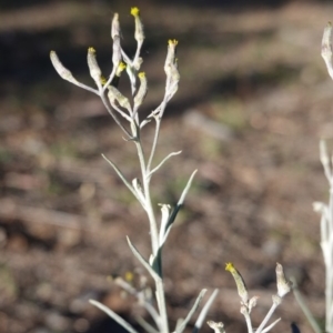 Senecio quadridentatus at Hughes, ACT - 15 Oct 2019