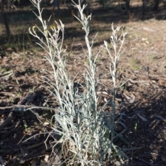 Senecio quadridentatus at Hughes, ACT - 15 Oct 2019 04:32 PM