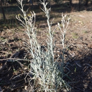 Senecio quadridentatus at Hughes, ACT - 15 Oct 2019