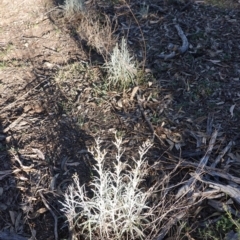 Senecio quadridentatus at Hughes, ACT - 15 Oct 2019 04:32 PM