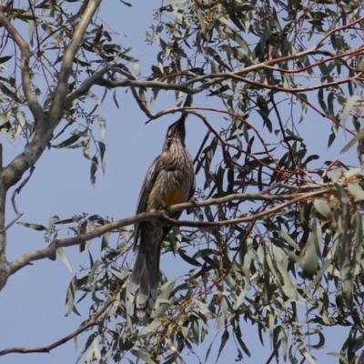 Anthochaera carunculata (Red Wattlebird) at Red Hill Nature Reserve - 14 Oct 2019 by JackyF