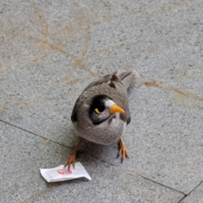 Manorina melanocephala (Noisy Miner) at City Renewal Authority Area - 7 Oct 2019 by JackyF