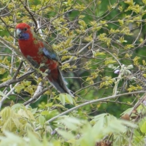 Platycercus elegans at Hughes, ACT - 16 Oct 2019 11:29 AM