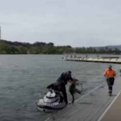 Macropus giganteus (Eastern Grey Kangaroo) at Lake Burley Griffin Central/East - 17 Oct 2019 by michaelb