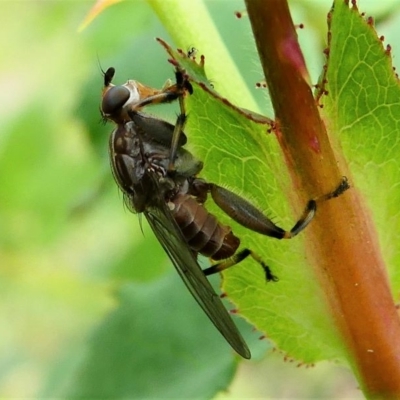 Tapeigaster sp. (genus) (Fungus fly, Heteromyzid fly) at Duffy, ACT - 13 Oct 2019 by HarveyPerkins
