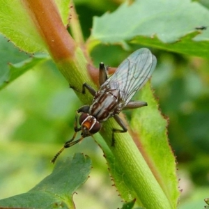 Tapeigaster sp. (genus) at Duffy, ACT - 13 Oct 2019